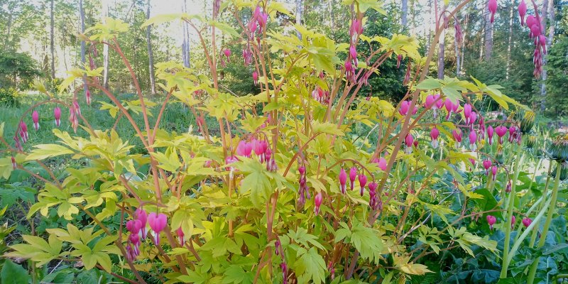 Lamprocapnos spectabilis (Dicentra spectabilis) 'Gold Heart' harilik murtudsüda